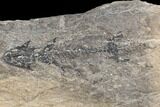 Discosauriscus (Permian Reptiliomorph) With Pos/Neg Split #125589-4